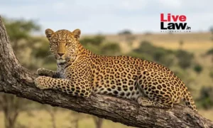 Rajasthan HC Bans Night Safari at Jawai Leopard Reserve to Protect Wildlife