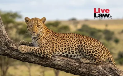 Rajasthan HC bans night safari at Jawai Leopard Reserve