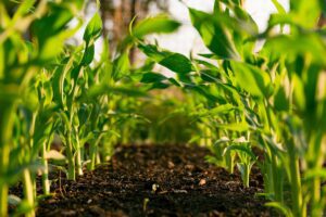 Women Farmers in India — GK Facts for CLAT 2027
