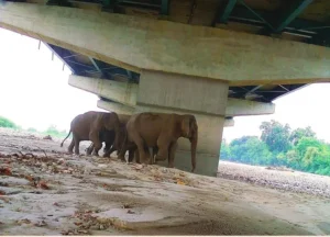 Delhi-Dehradun Expressway Records First Wildlife Movement Through Underpass — Art 48A, Wildlife Protection Act 1972