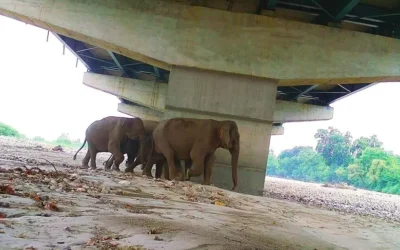 Elephants using wildlife underpass on Delhi-Dehradun Expressway