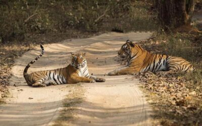 Tigress and cubs at Kanha Tiger Reserve in Madhya Pradesh
