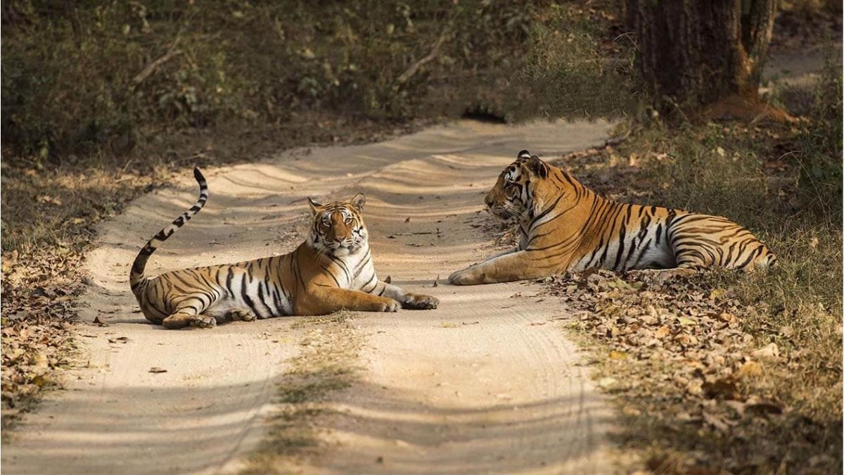 Tigress and cubs at Kanha Tiger Reserve in Madhya Pradesh