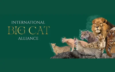 International Big Cat Alliance summit announcement India