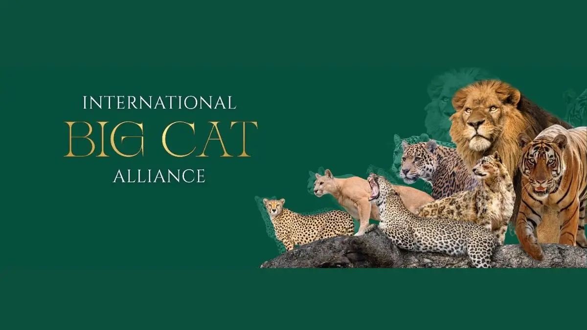 International Big Cat Alliance summit announcement India