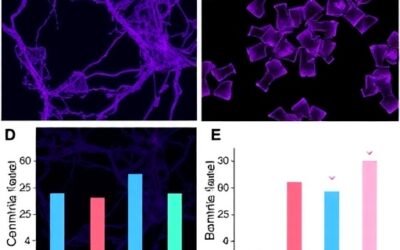CDKN1B breast cancer cell research