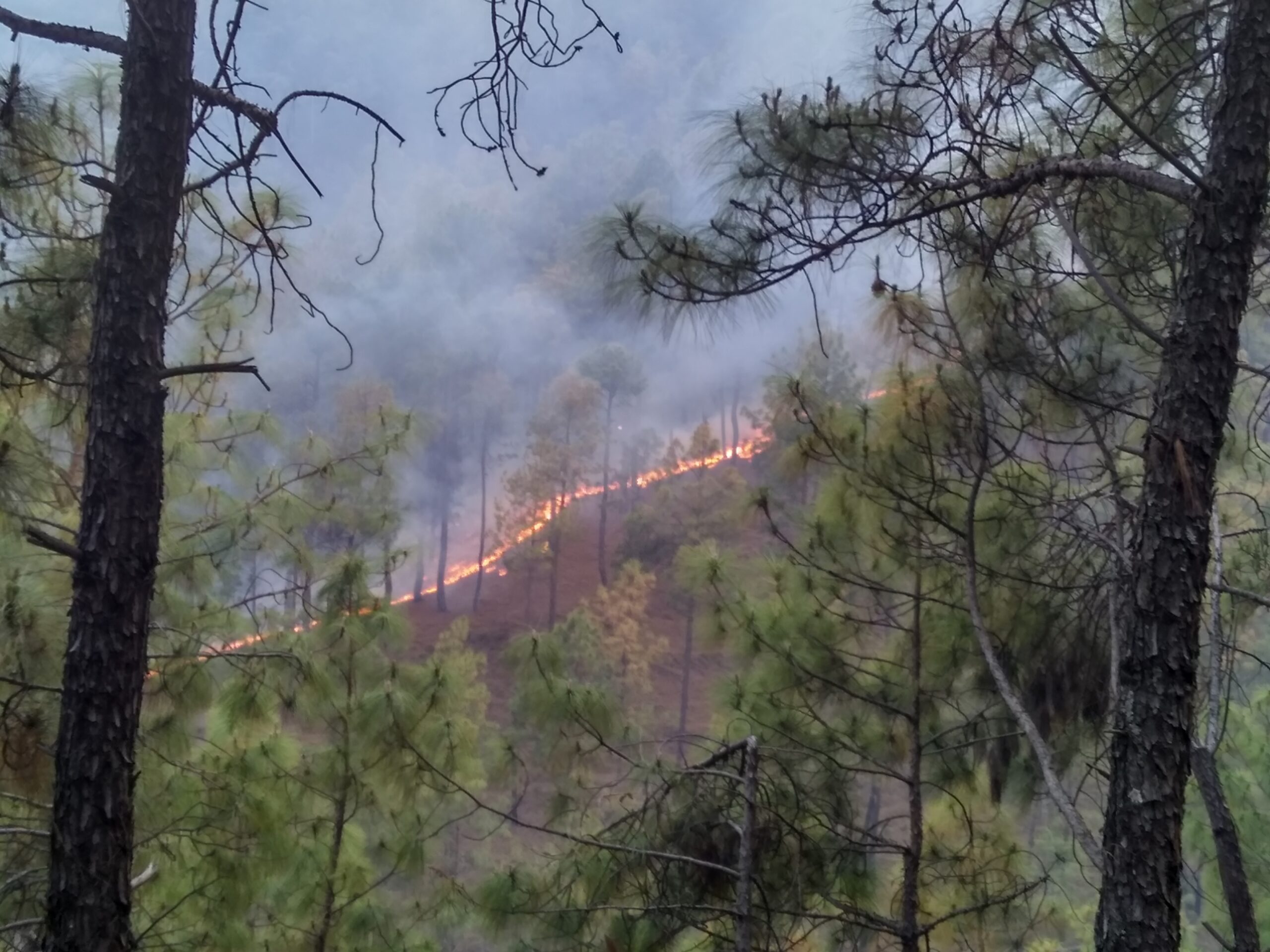 Uttarakhand Forest Fires Article 48A CLAT 2027
