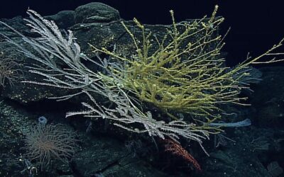 Deep sea corals in ocean biodiversity high seas