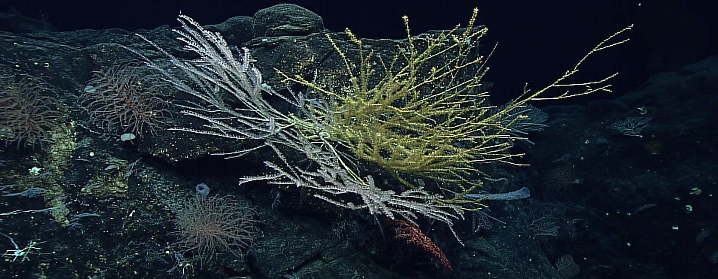 Deep sea corals in ocean biodiversity high seas