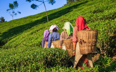 Tea garden workers in West Bengal plantation field