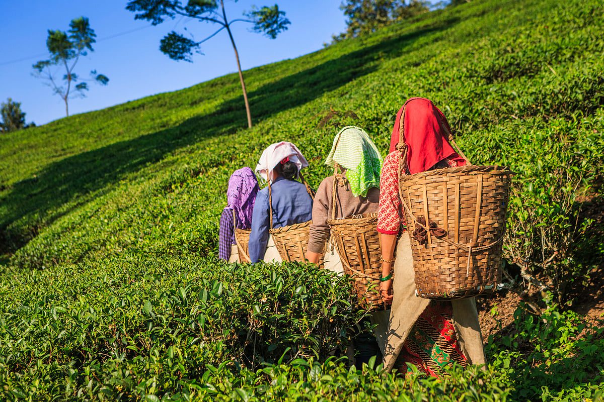 Tea garden workers in West Bengal plantation field